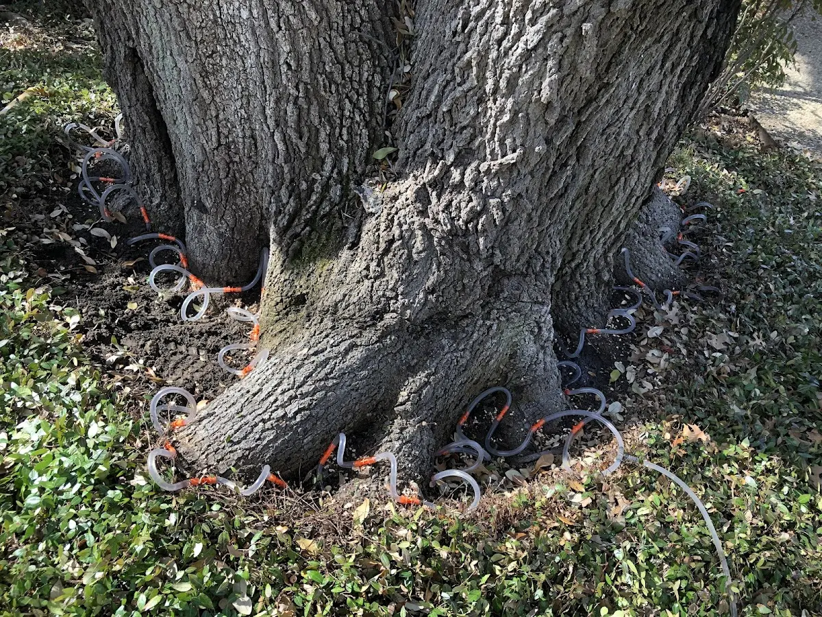Detailed Tree Cabling and Bracing job site in Dammeron Valley