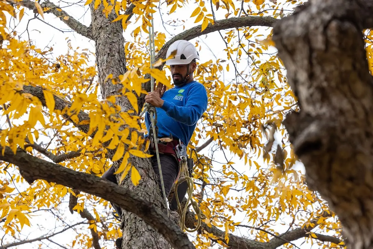 Skilled Tree Pruning crew working in Dammeron Valley