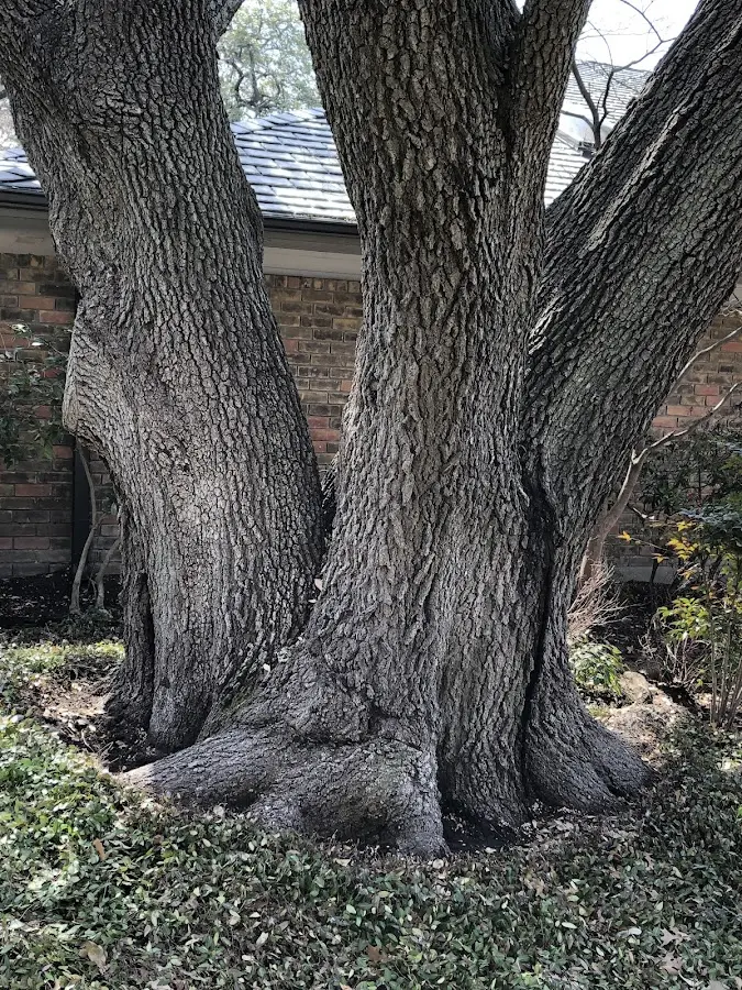 Mature heritage tree close to a Dammeron Valley property cared for by certified arborists